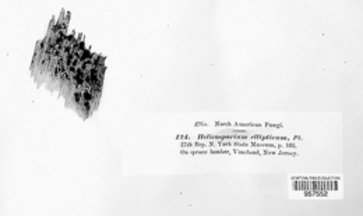 Helicosporium ellipticum image